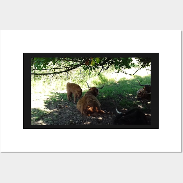 Highland Cattle at Pollok Country Park, Glasgow Wall Art by MagsWilliamson